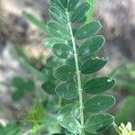 Astragalus hamosus Blatt