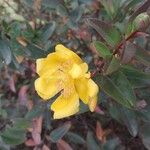 Hypericum × hidcoteenseBlüte