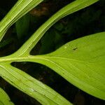 Monstera tenuis Leaf