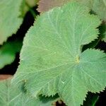 Alchemilla mollis 葉