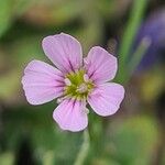Petrorhagia saxifraga Flower