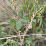 Chenopodium vulvariaList