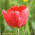 Tulipa mauriana Blomma