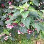 Clerodendrum trichotomumFlower