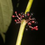 Miconia purpureoviolacea Fruit