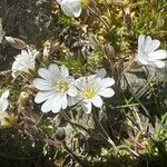 Cerastium soleirolii Flower