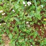 Ageratum conyzoides Blatt