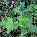 Ribes magellanicum Hoja