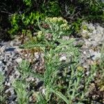 Achillea crithmifolia Хабит