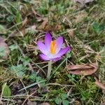 Crocus tommasinianus Fleur
