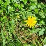 Taraxacum cucullatiforme 花