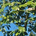 Ceiba insignis Leaf