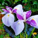 Iris ensata Λουλούδι