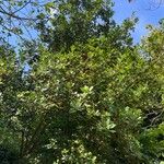Quercus phillyreoides Hábitos