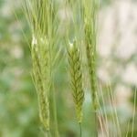 Triticum monococcum फल