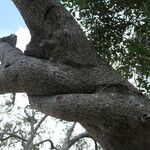 Olea capensis Bark