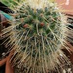 Mammillaria bombycina ᱥᱟᱠᱟᱢ