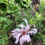 Mutisia spinosa 花