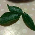 Sambucus nigra Φύλλο