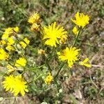 Crepis biennisFlower