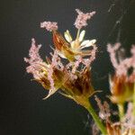 Juncus pictus Blomst