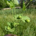 Aristolochia rotunda Frukt