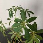 Schefflera arboricola Fiore