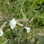 Silene italica Blüte