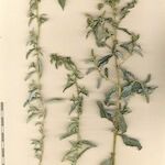 Atriplex suberecta Sheet