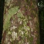 Pouteria venosa 树皮