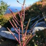 Epilobium angustifolium Fruit