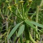 Euphorbia balsamifera Fruit