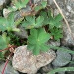 Alchemilla fissa Blad