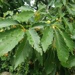 Quercus muehlenbergii List