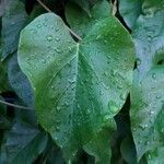 Turbina inopinata Leaf