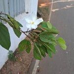 Bauhinia acuminata Цвят