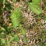 Waltheria indica Blatt