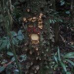 Zanthoxylum gilletii Кора