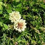 Trifolium occidentale Floare