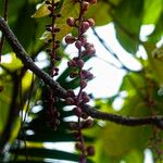 Barringtonia racemosa