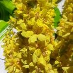 Verbascum pulverulentumFlower