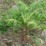 Acanthophoenix rubra Habit