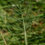 Dichoropetalum schottii Blatt