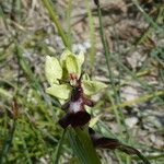 Ophrys insectifera Fula