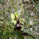 Ophrys insectifera Floare