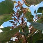 Paulownia tomentosa Іншае