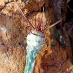 Centaurea solstitialis Цвят
