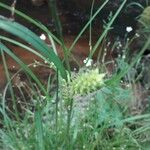 Carex vesicaria 花