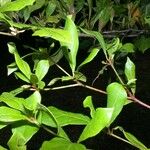 Terminalia amazonia その他の提案