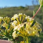 Daphne gnidiumFlor